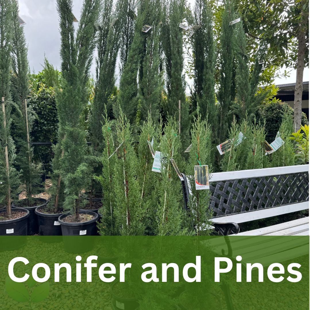 Conifer and Pencil Pines
