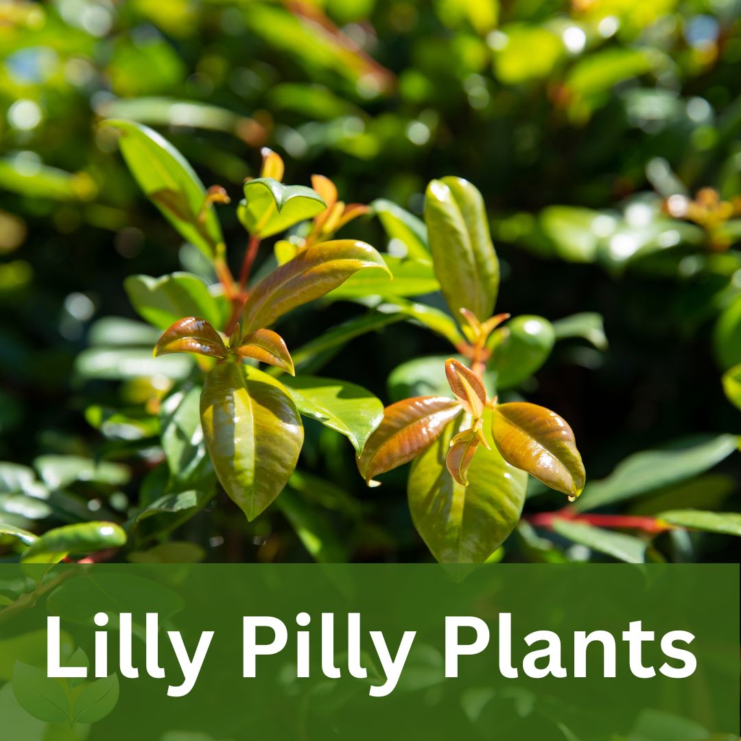 Lilly Pilly Plants