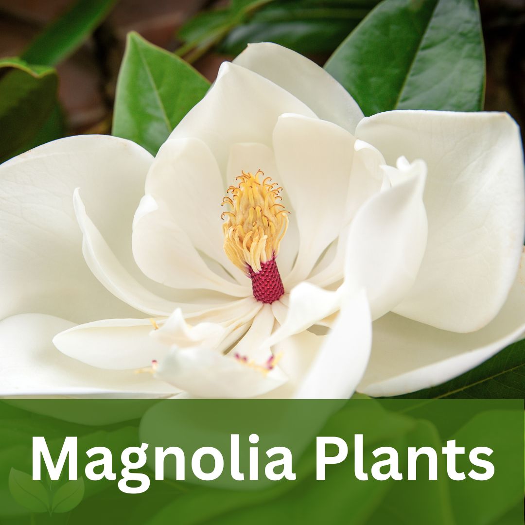 Magnolia Plants