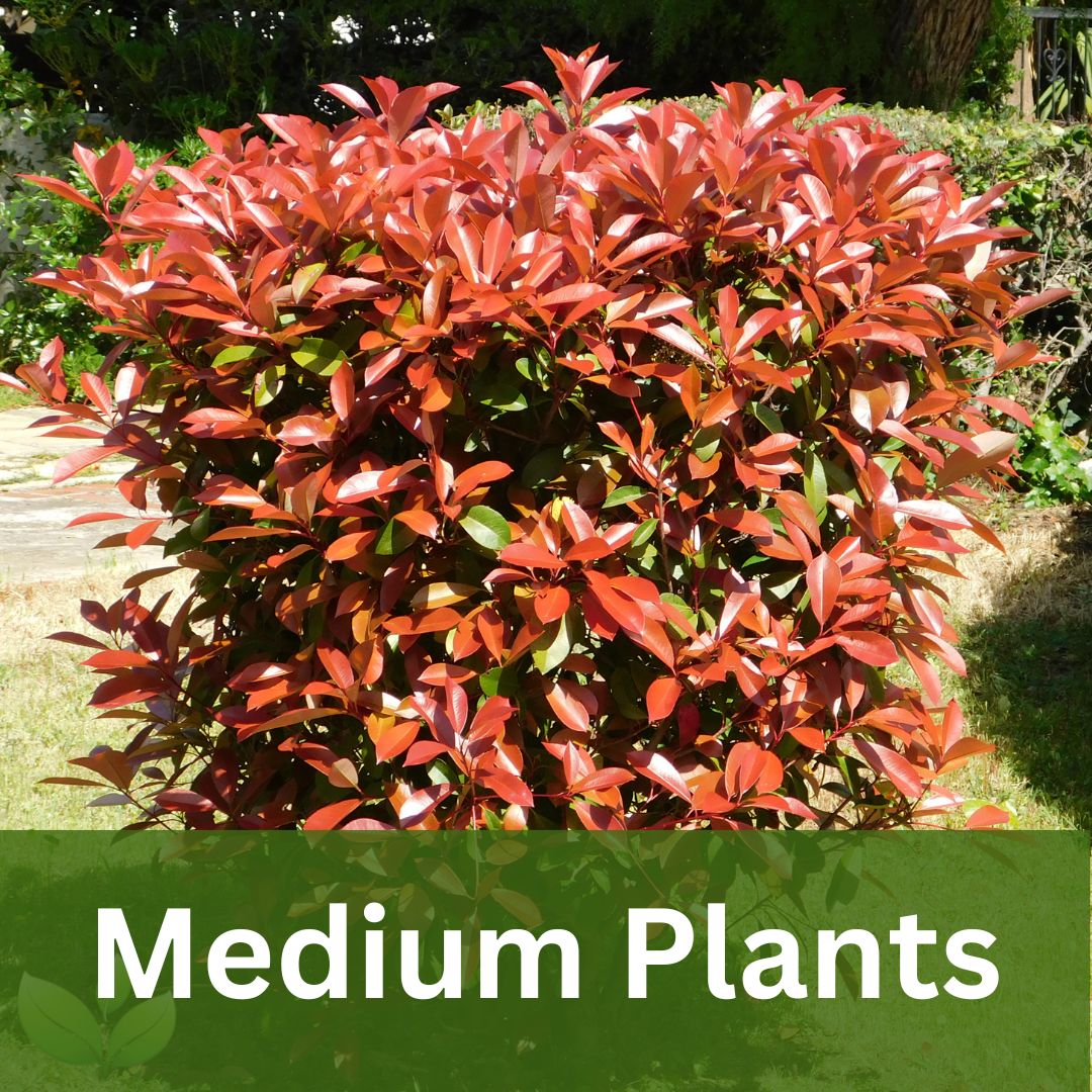 Medium Sized Plants
