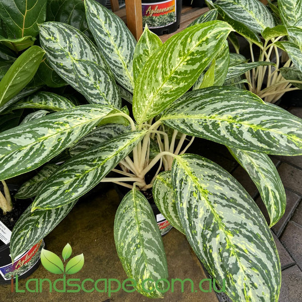 Aglaonema Brilliant Beauty – Sunshine Coast Nursery & Garden Centre