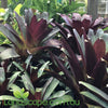 Alcantarea imperialis Silver Plum is striking addition to any tropical garden feature. its striking colour along with its size make it perfect for any garden. a slow growing plant that pretty much looks after itself if your planning a tropical garden you can leave this one out.