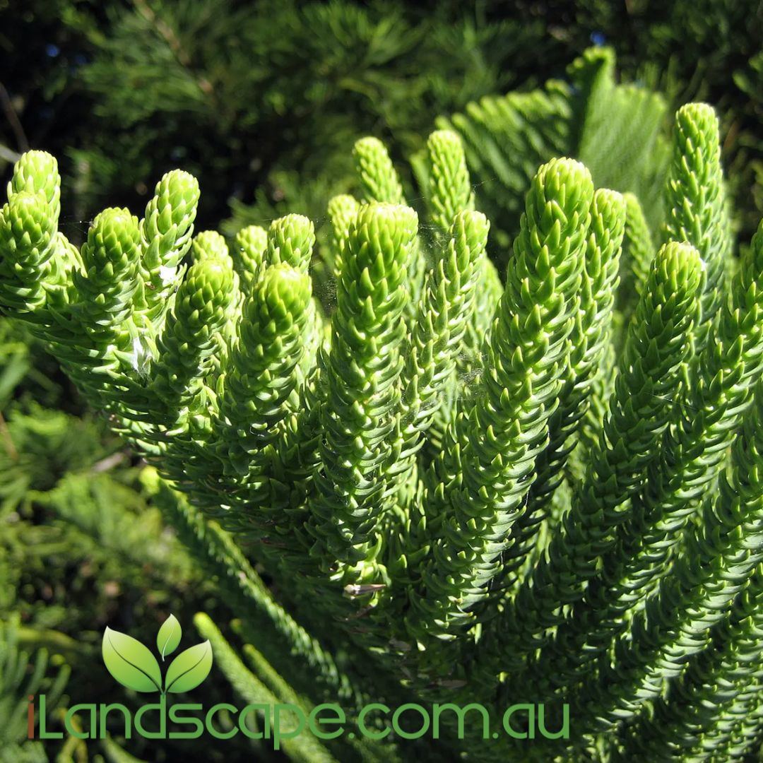 Araucaria heterophylla Norfolk Island Pine