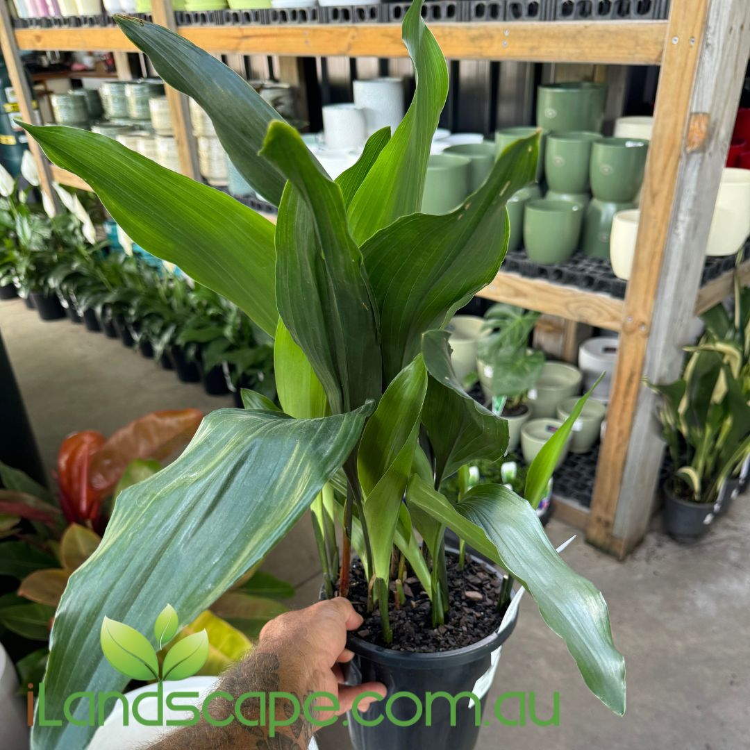 Aspidistra elatior - Cast Iron Plant