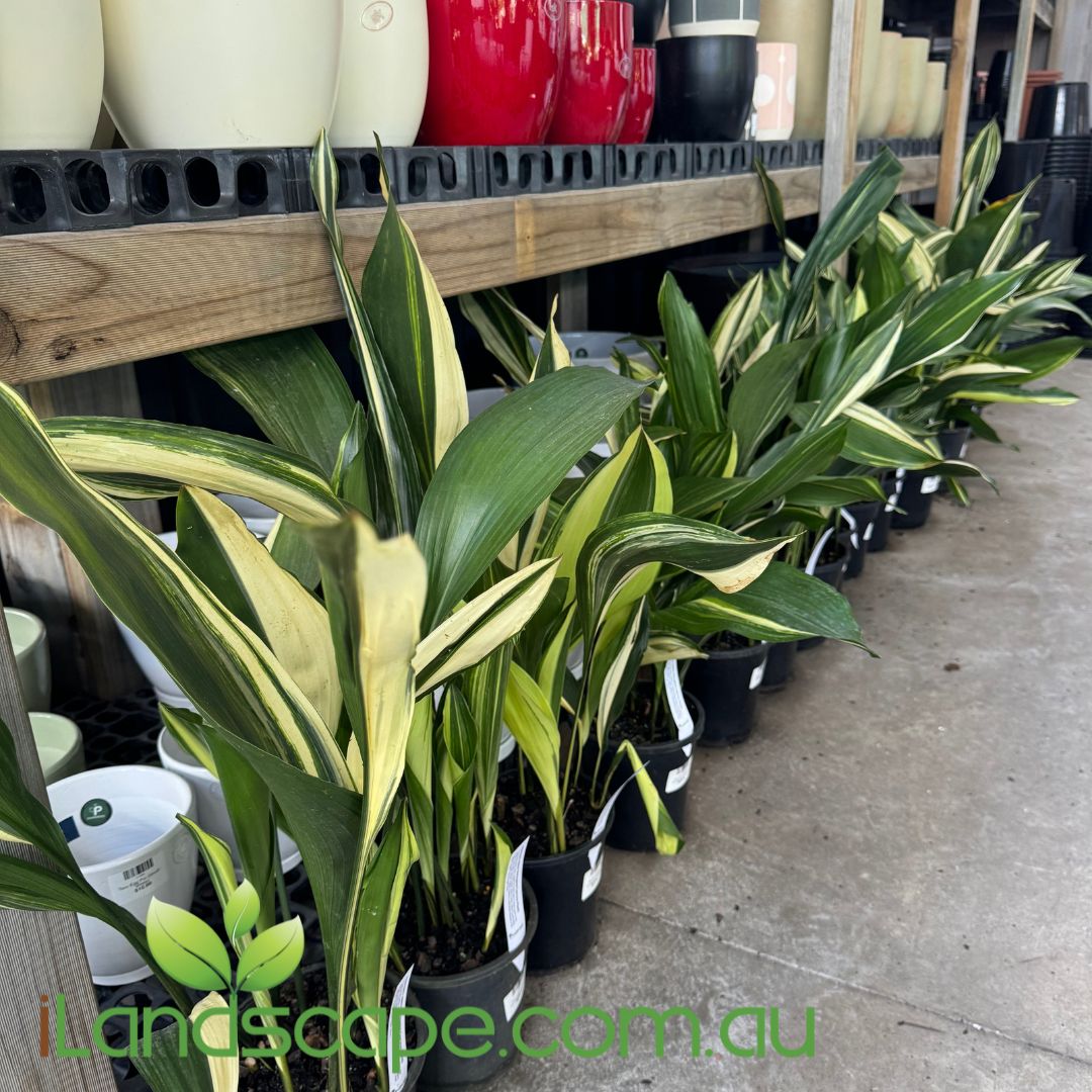 Aspidistra elatior Variegata