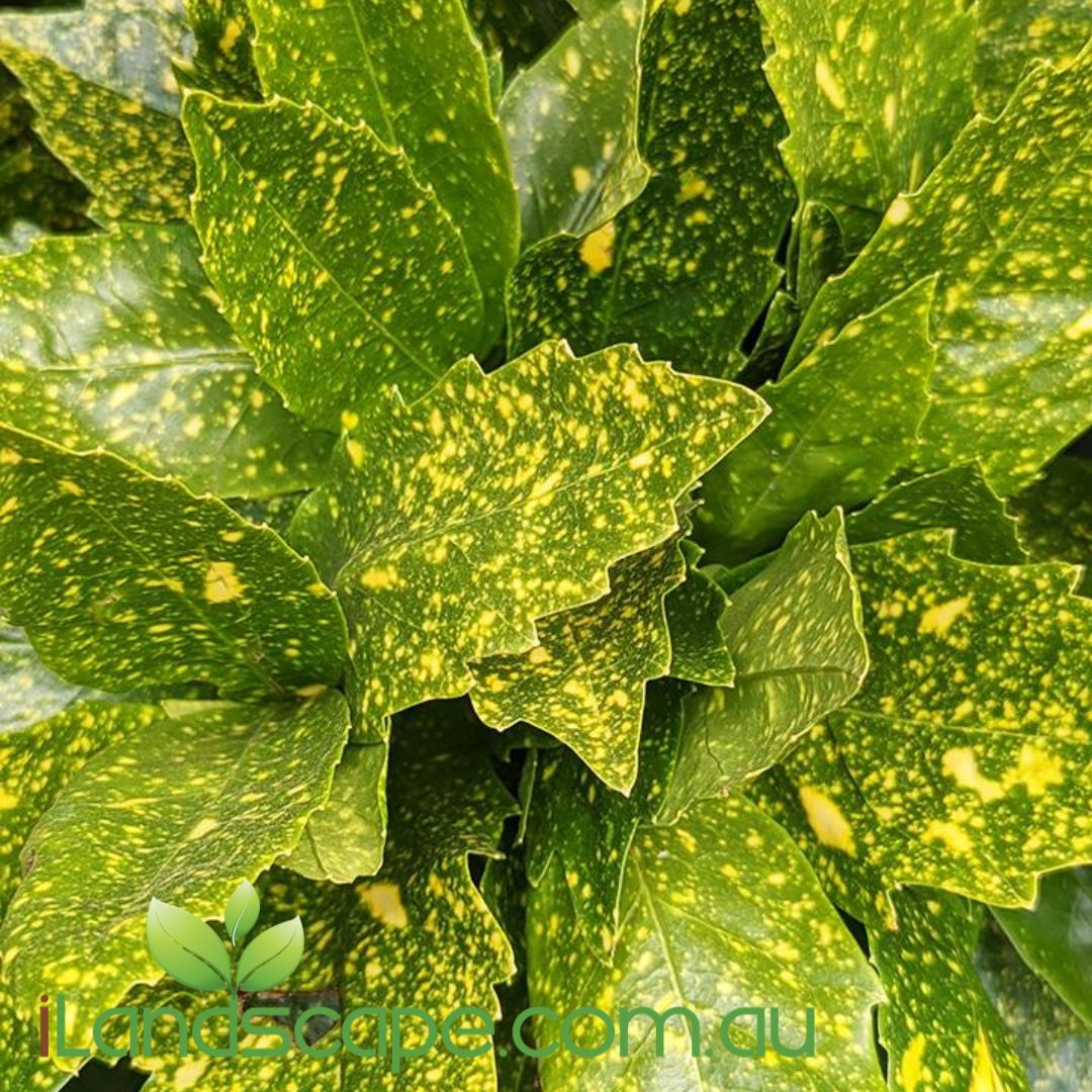 Aucuba japonica variegata Gold Dust Plant