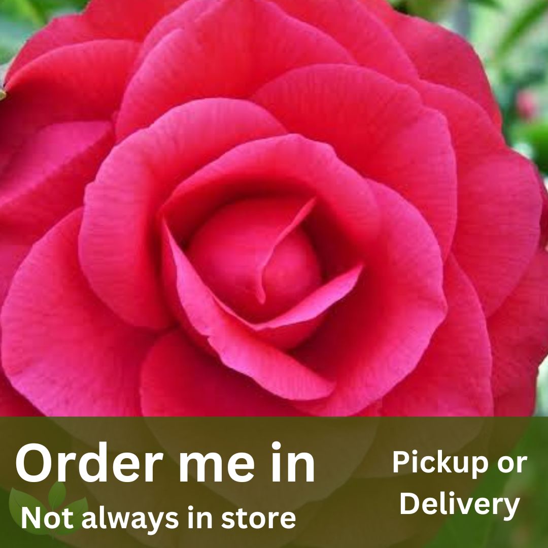 Camellia japonica Red Red Rose – Sunshine Coast Nursery & Garden Centre