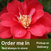 Camellia japonica Little Red Riding Hood