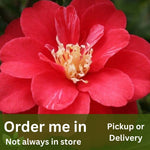 Camellia japonica Little Red Riding Hood