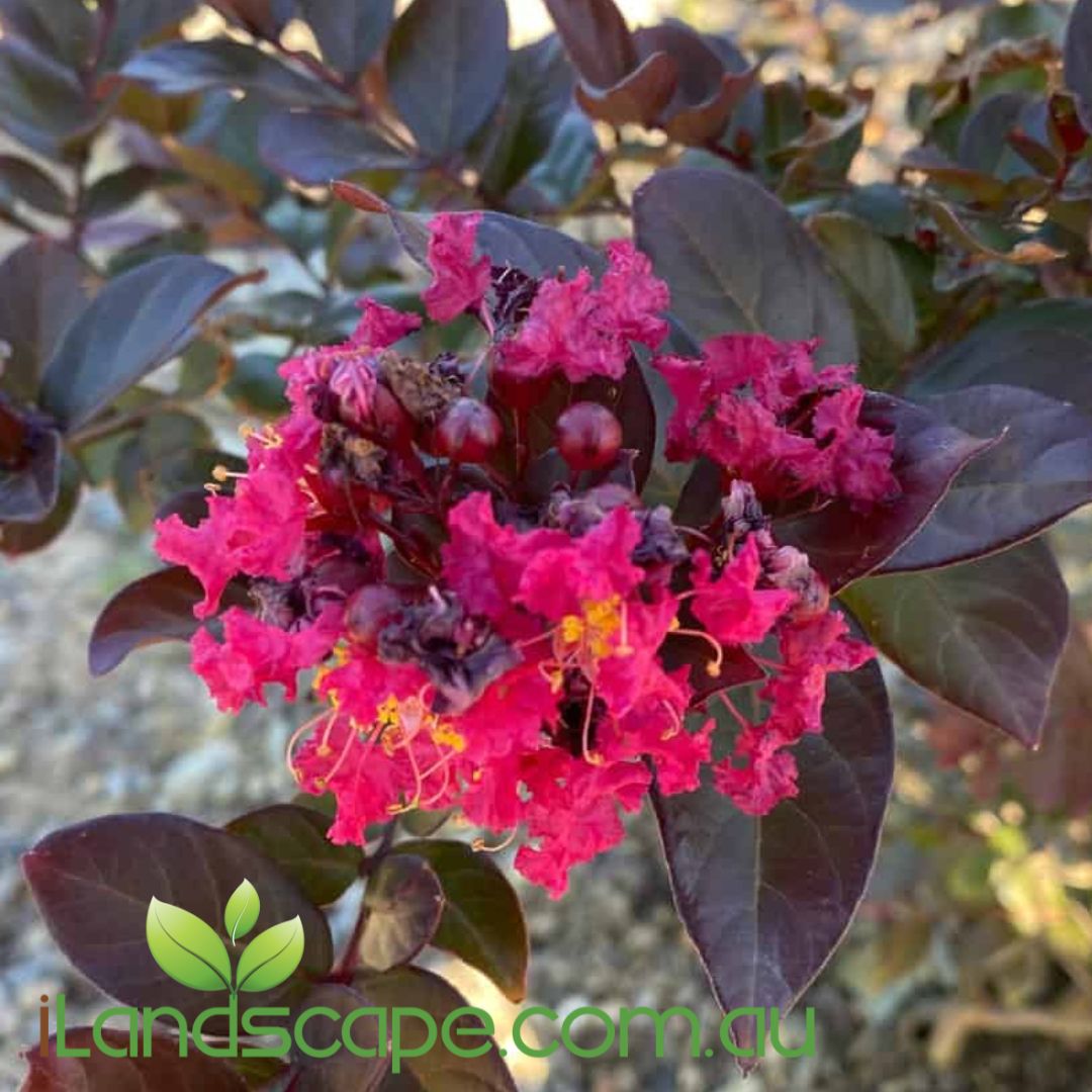 Canopy™ Lagerstroemia spp. (CM02)  Intended