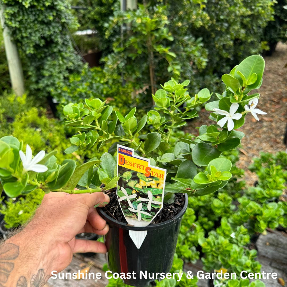 Carissa Desert Star – Sunshine Coast Nursery & Garden Centre