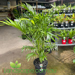 Chamaedorea Atrovirens (Cascade palm)