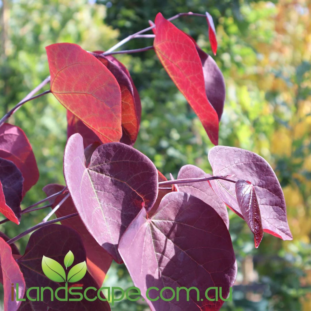 Cercis canadensis Forest Pansy