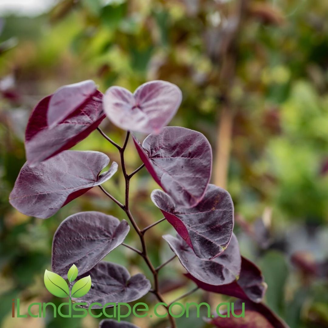 Cercis canadensis Merlot