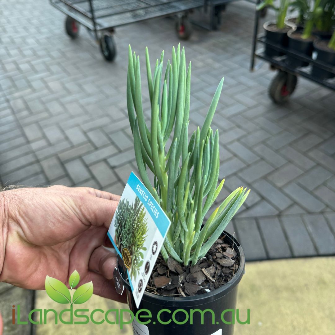 Senecio cylindricus Narrow Leaf Chalk sticks