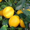 Citrus meyer dwarf lemonisious is compact grower Dwarf Meyer Lemon, this makes this lemon variety an ideal patio pot plant and a bonus is it will bear massive amounts of juicy fruit  Prune regular to keep it tight and to increase your fruit yield. Feed seasonally using a Citrus food and possibly more when in flower and fruiting 