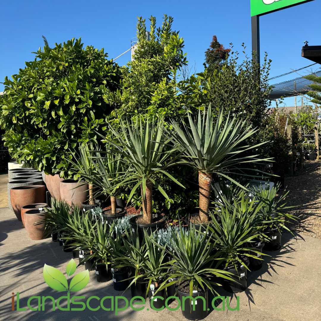 Dracaena Draco - Dragon Tree