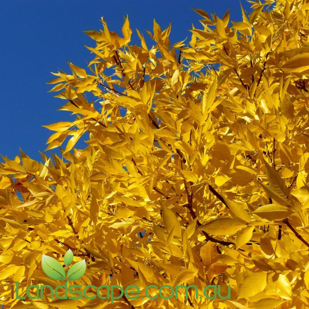 Fraxinus excelsior Aurea Golden Ash