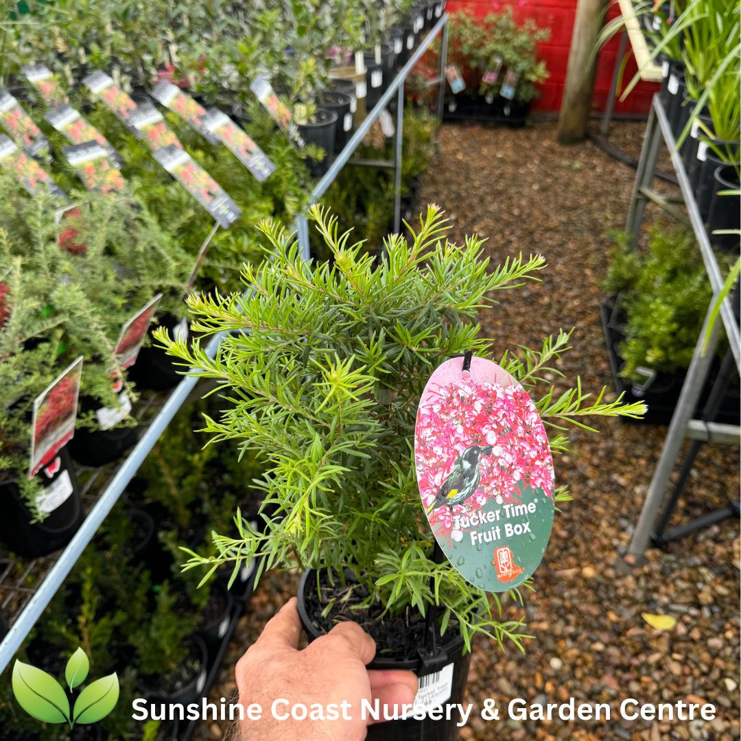 Grevillea Tucker Time rtm Fruit box tm – Sunshine Coast Nursery ...