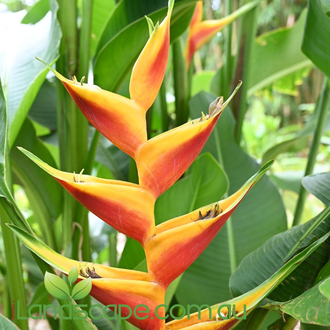 Heliconia Jacquinii