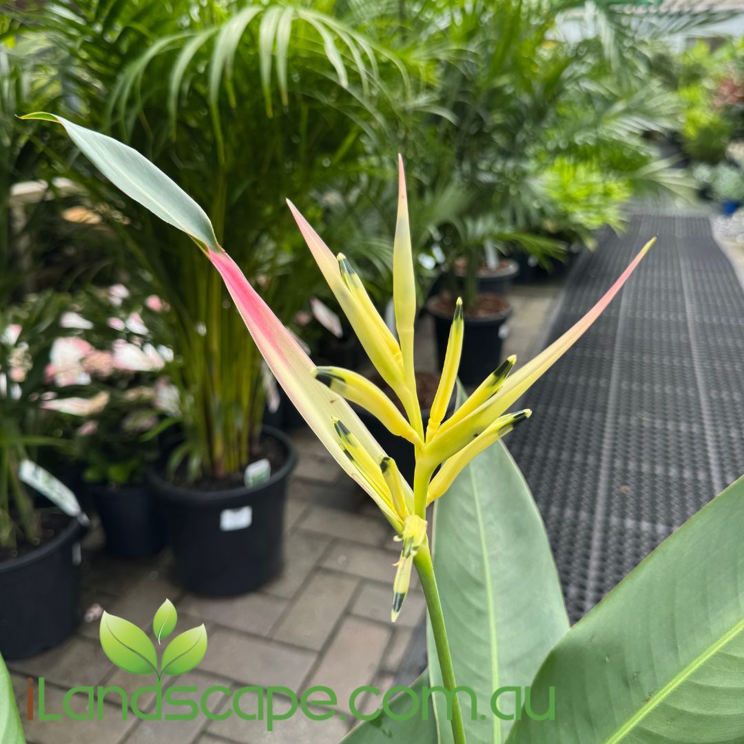 Heliconia psittacorum 'Pearl'