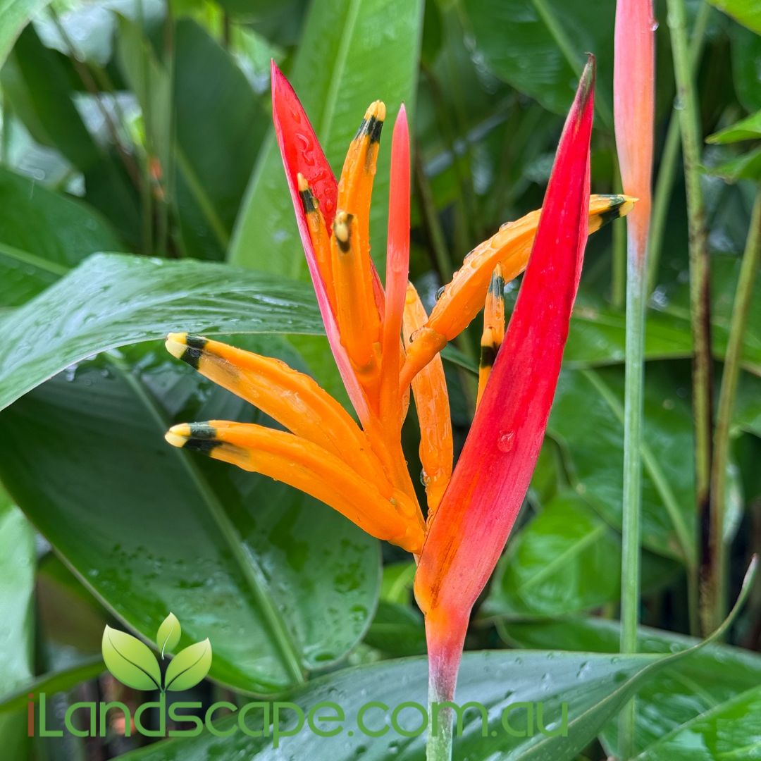 Heliconia Petra