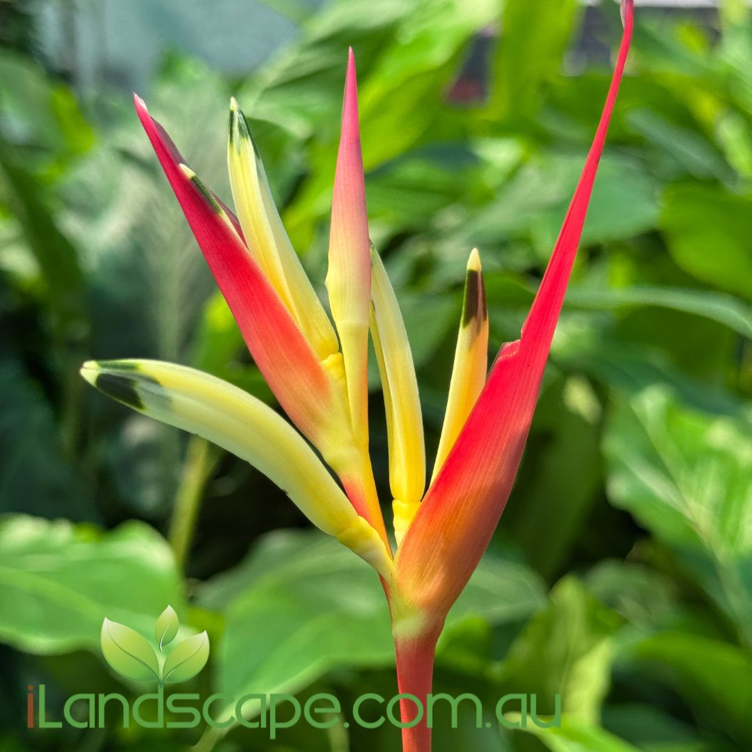 Heliconia psittacorum Pink Lipstick