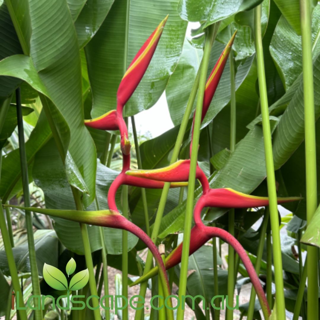 Heliconia Rauliniana