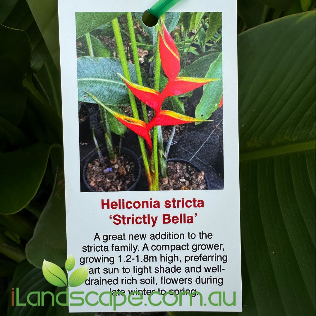 Heliconia Strictly Bella