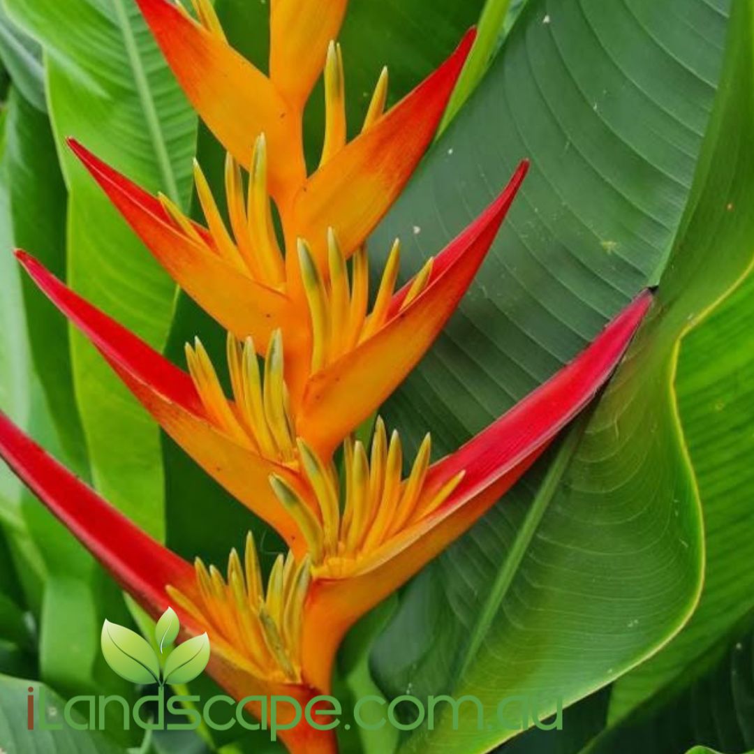 Heliconia Tropics