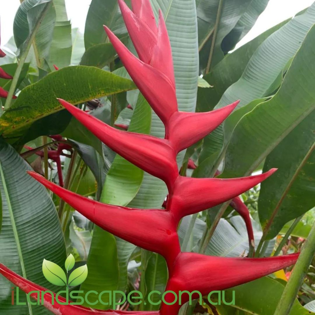 Heliconia Hot Rio Nights