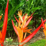 Heliconia Kathy