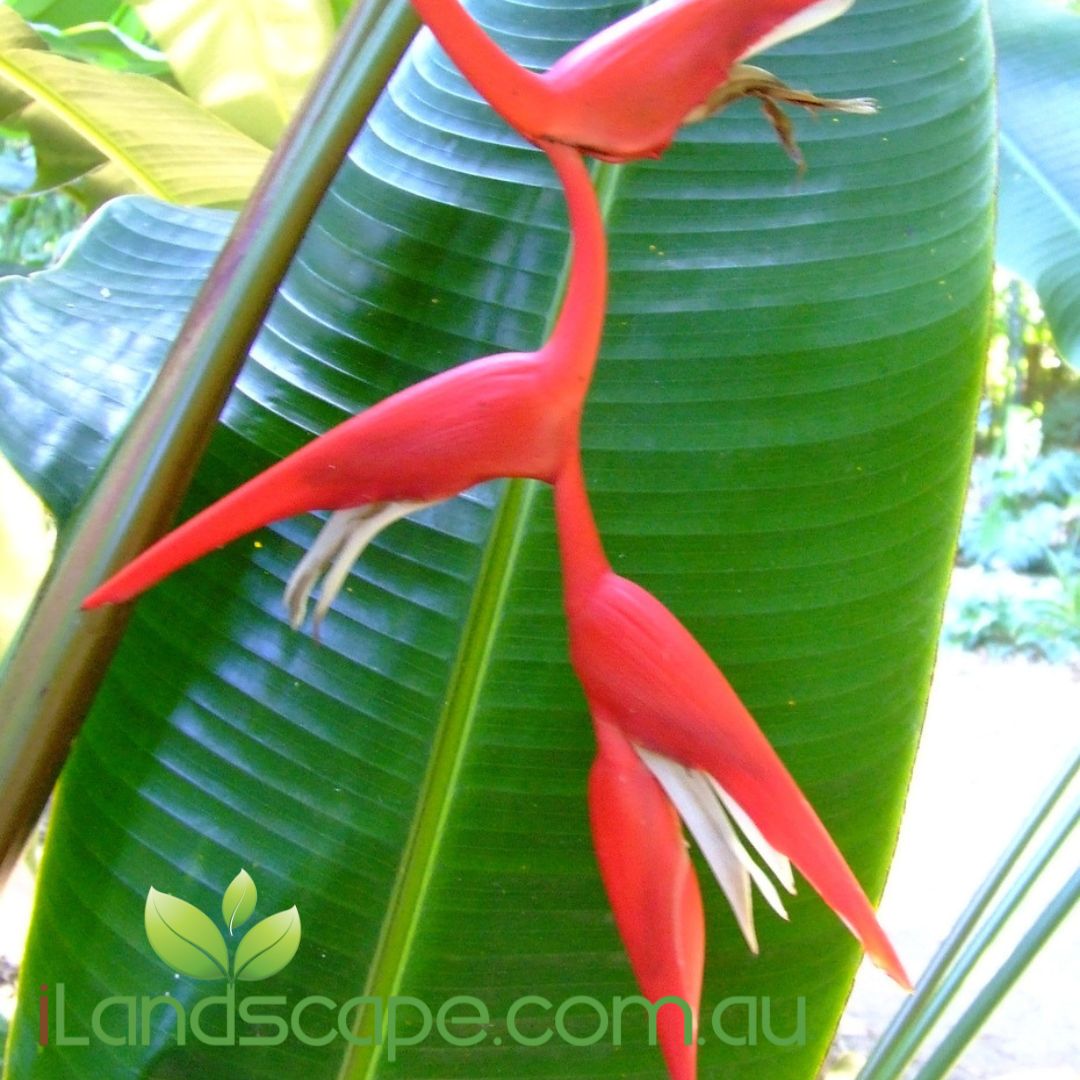 Heliconia pendula Bright Red