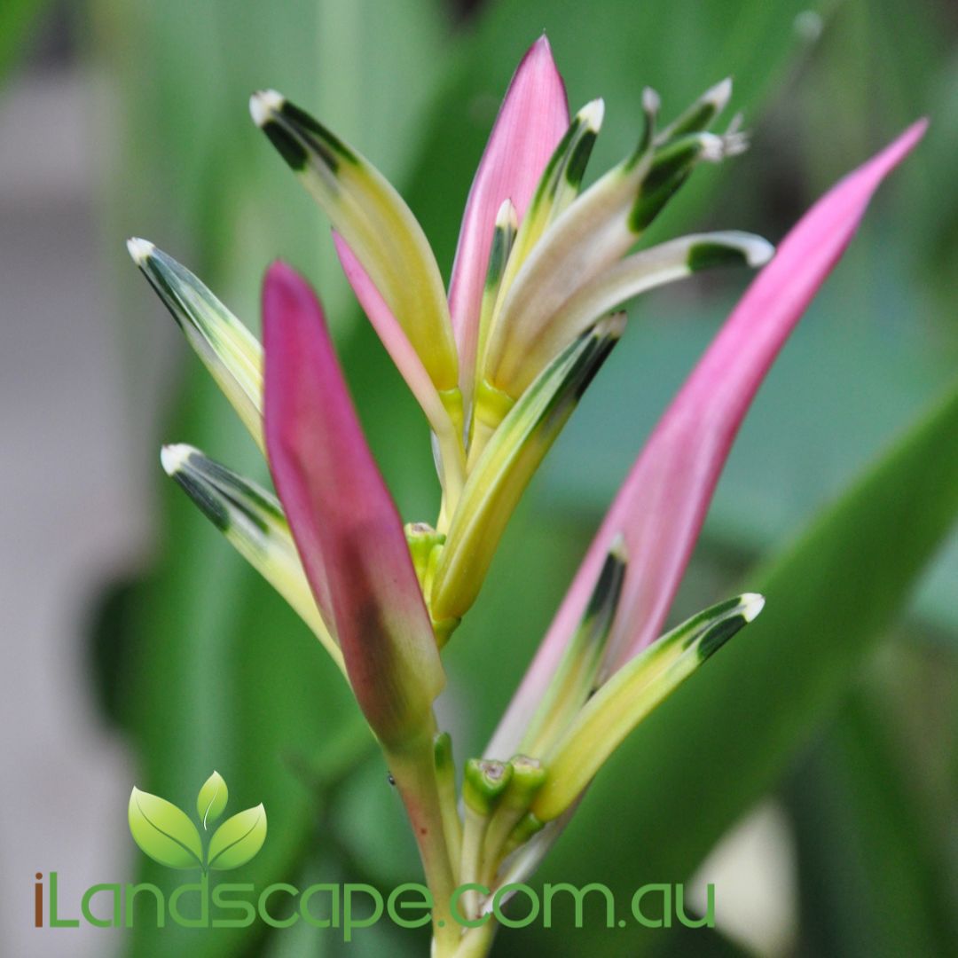 Heliconia psittacorum Fuchsia