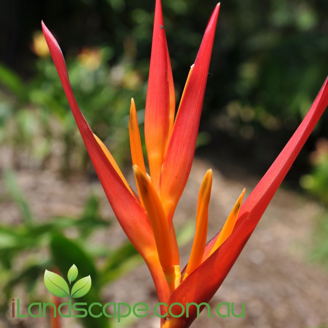 Heliconia psittacorum St Vincent Red