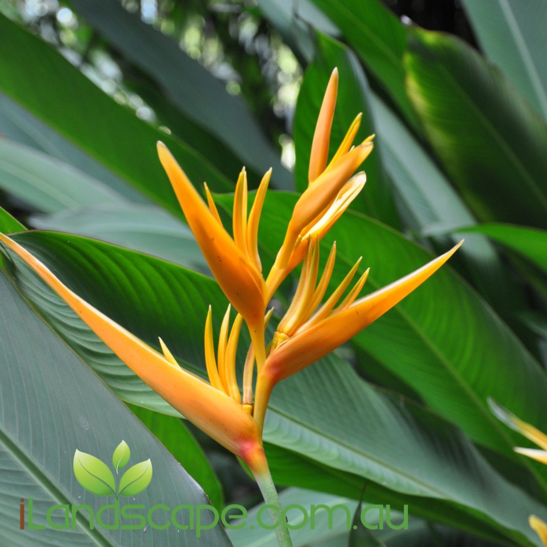 Heliconia psittacorum x spathocircinata Golden Torch