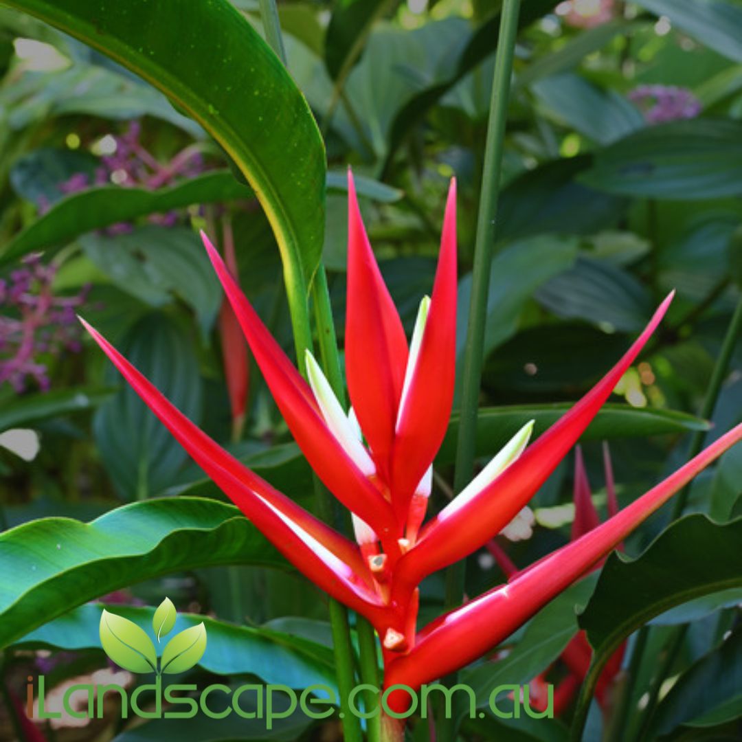 Heliconia psittacorum x spathocirinata Daintree