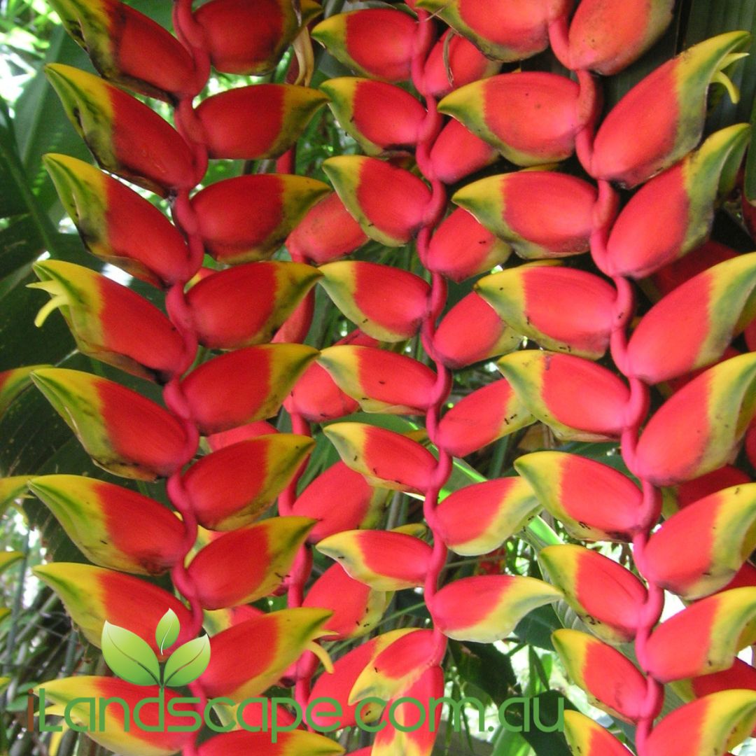 Heliconia rostrata 'Parrots Beak'