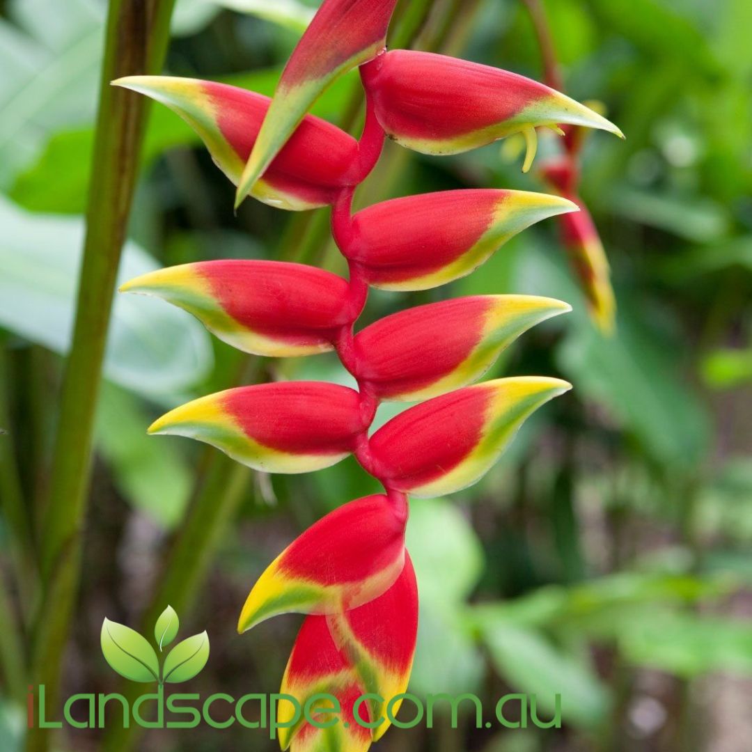 Heliconia Rostrata