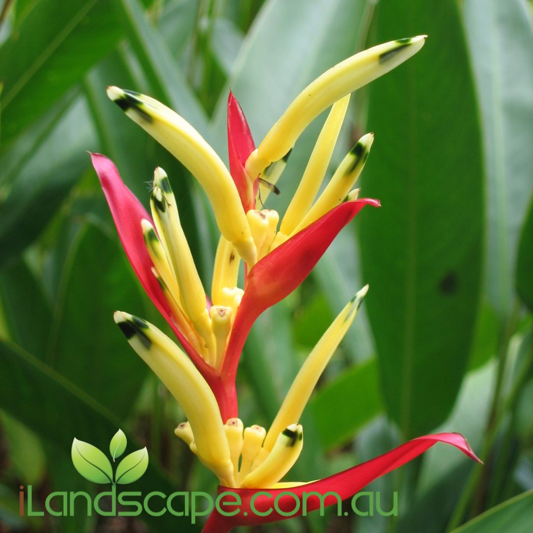 Heliconia Subulata