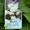 Hydrangea Magical Pearl