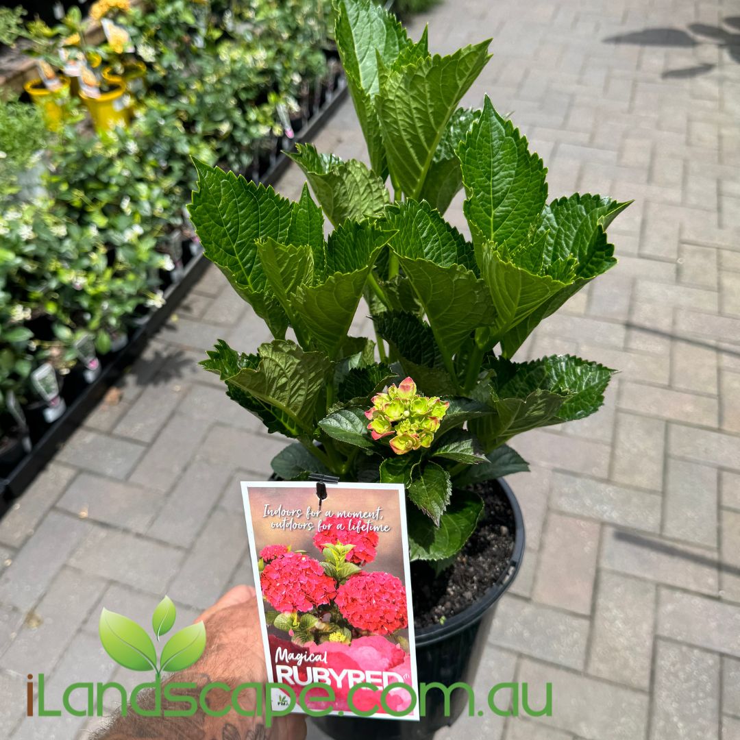 Hydrangea Magical Ruby Red