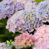 Hydrangea Magical Revolution