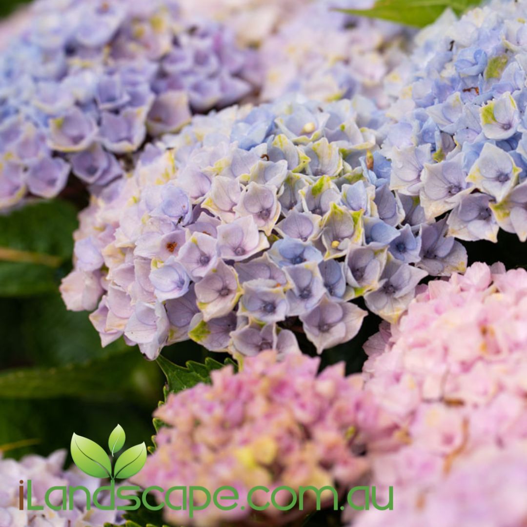 Hydrangea Magical Revolution