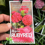 Hydrangea Magical Ruby Red