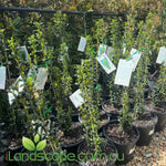 Ilex Crenata Sky Pencil