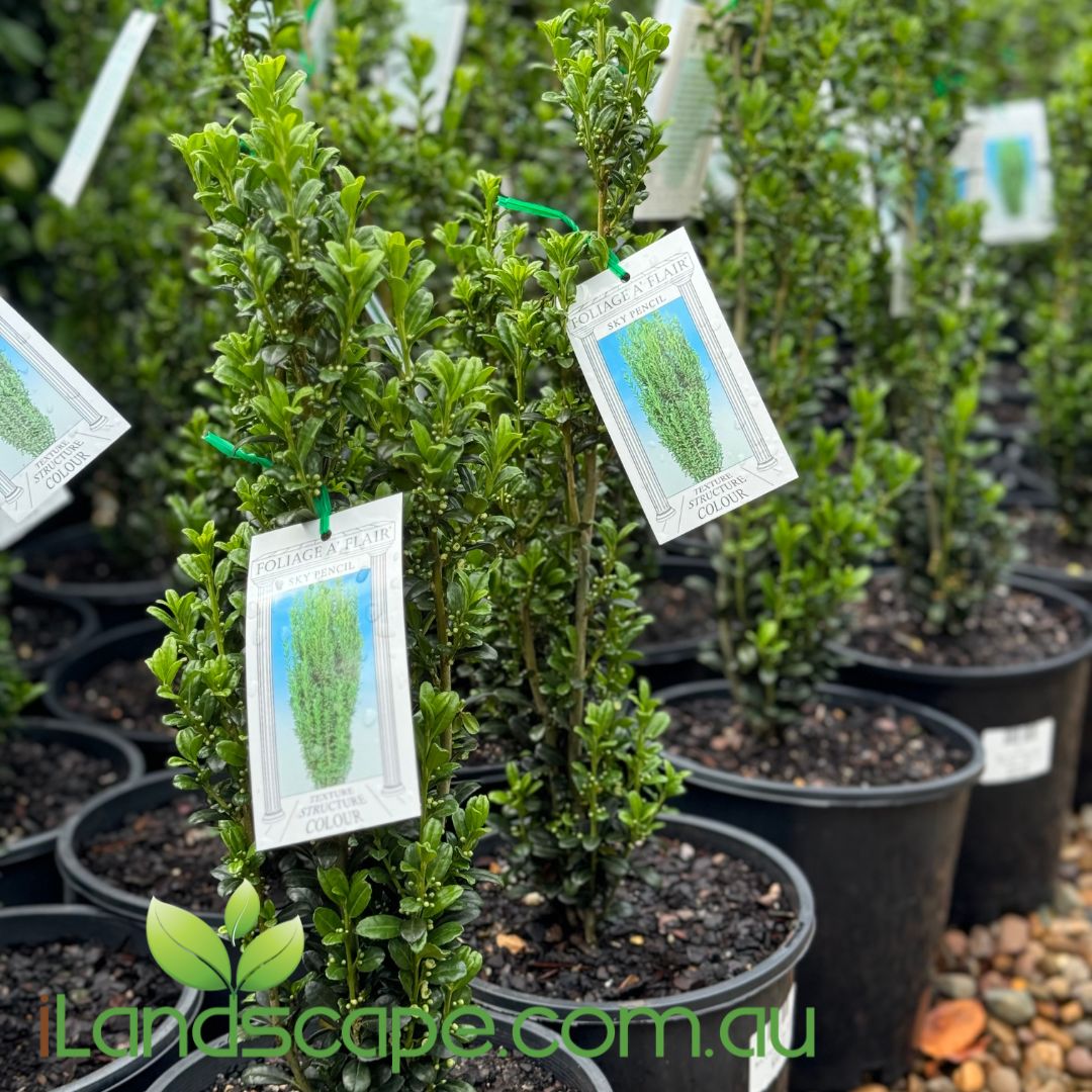 Ilex Crenata Sky Pencil