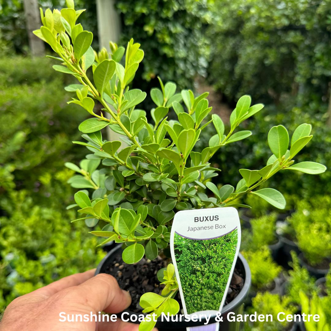 Buxus microphylla japonica Japanese Box