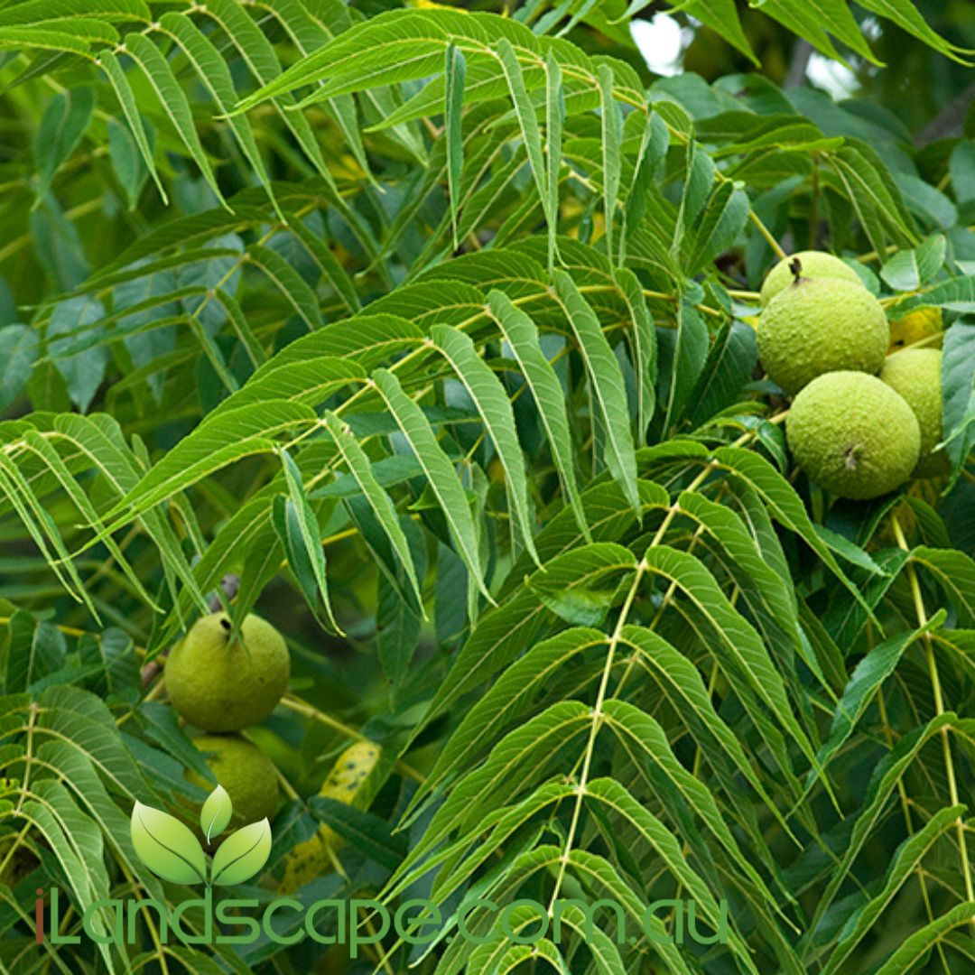 Juglans nigra Black Walnut