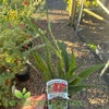 Anigozanthos Bush Ballard PBR (Kangaroo Paw)